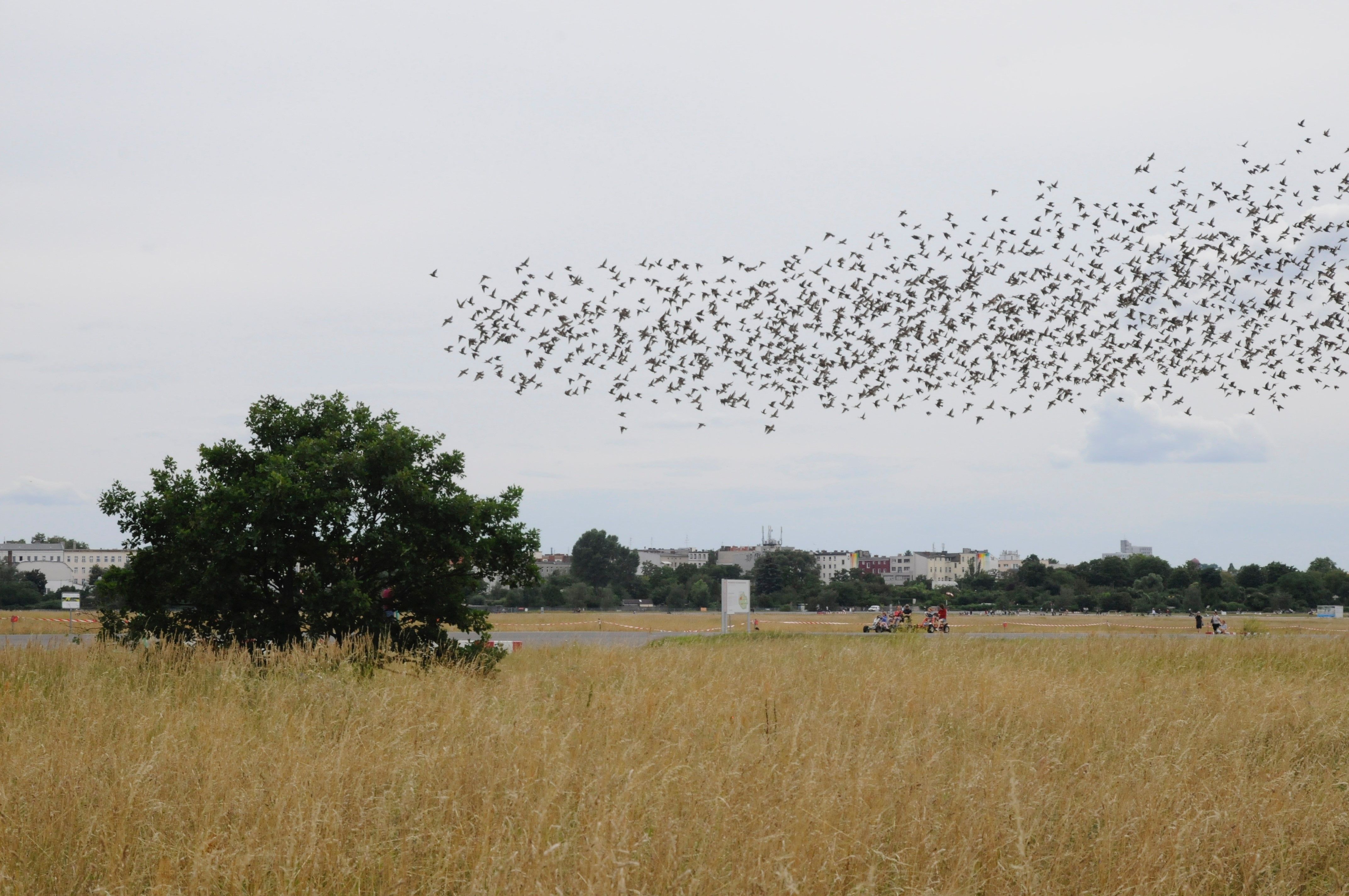 Ein Vogelschwarm über einem Feld und einem Busch in Berlin Tempelhof, farbig